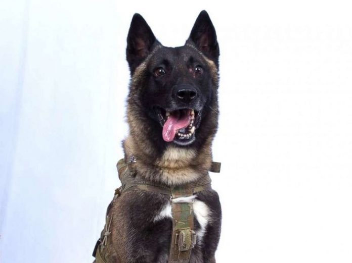 Canine War Hero Recognized