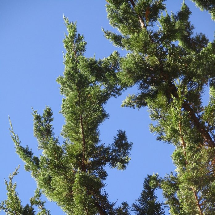 Evergreen Trees Drop Leaves Too evergreen