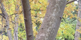 Autumn Weather Prompts Foliar Color