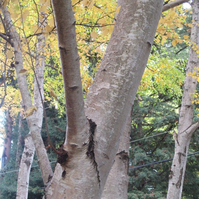 Autumn Weather Prompts Foliar Color