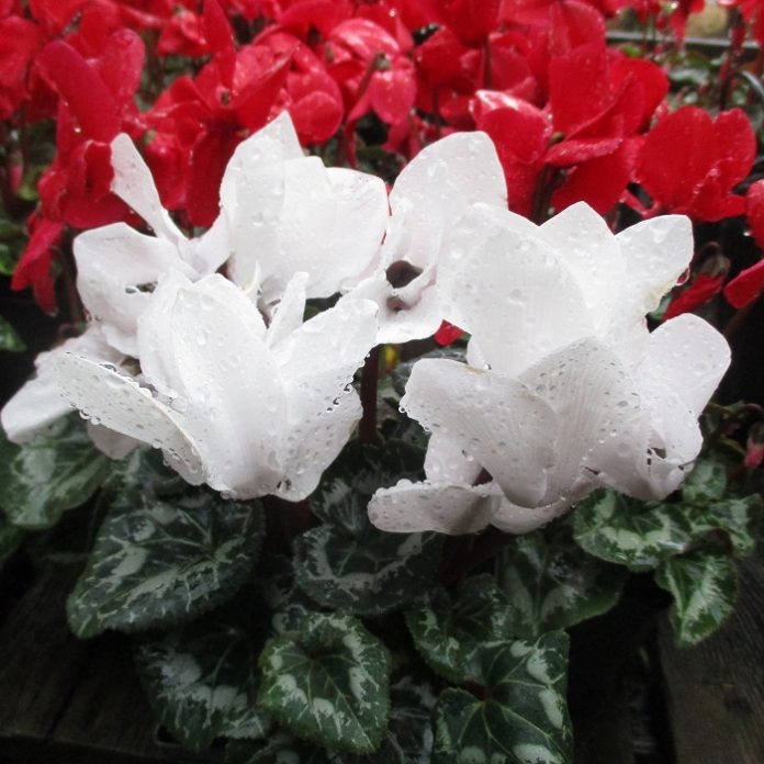 Seasonal Potted Plants For Christmas potted plants