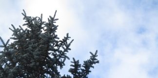 Evergreens From Our Home Gardens evergreens