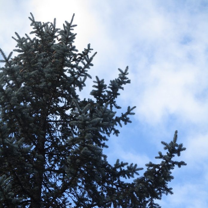 Evergreens From Our Home Gardens evergreens