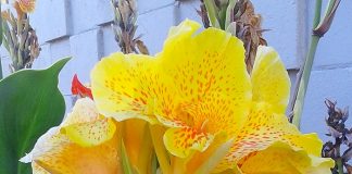 Bulb-Like Perennials For Summer bulb-like perennials