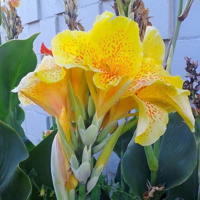Bulb-Like Perennials For Summer bulb-like perennials