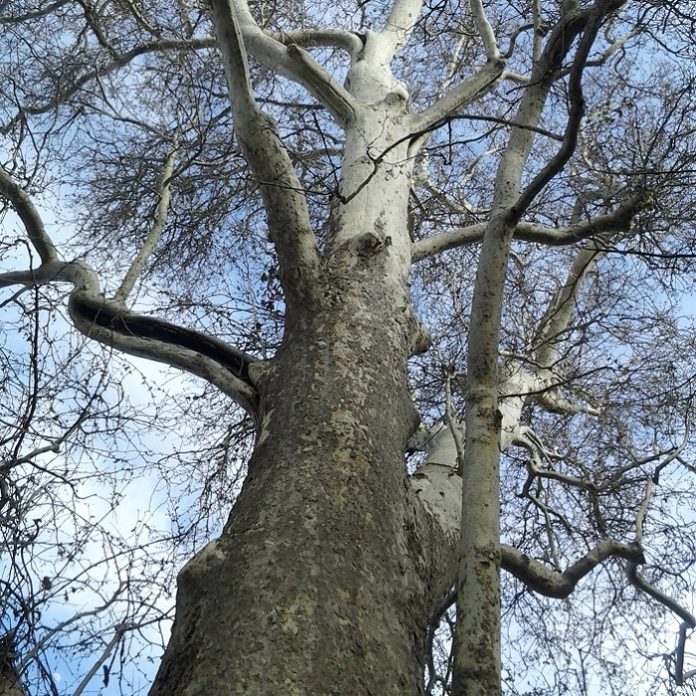 Pollarding And Coppicing Appall Arborists pollarding and coppicing