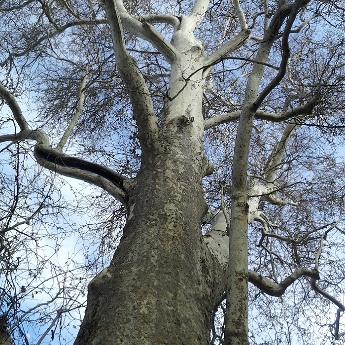 00212+ pollarding and coppicing
