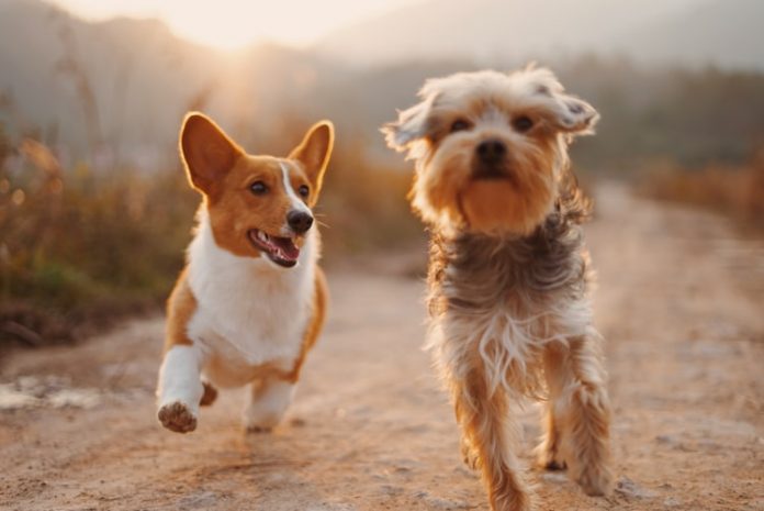 What’s Your Plan For Your Pet In An Emergency?
