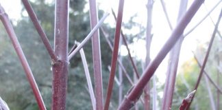 Seasonal Pruning Is Precisely That seasonal pruning