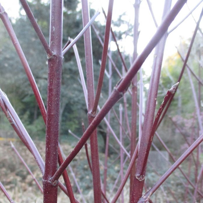 Seasonal Pruning Is Precisely That seasonal pruning