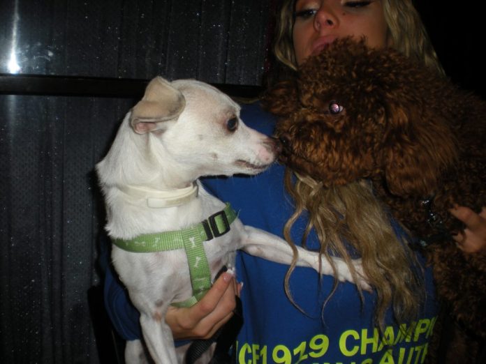 A Doggy Romance (4)