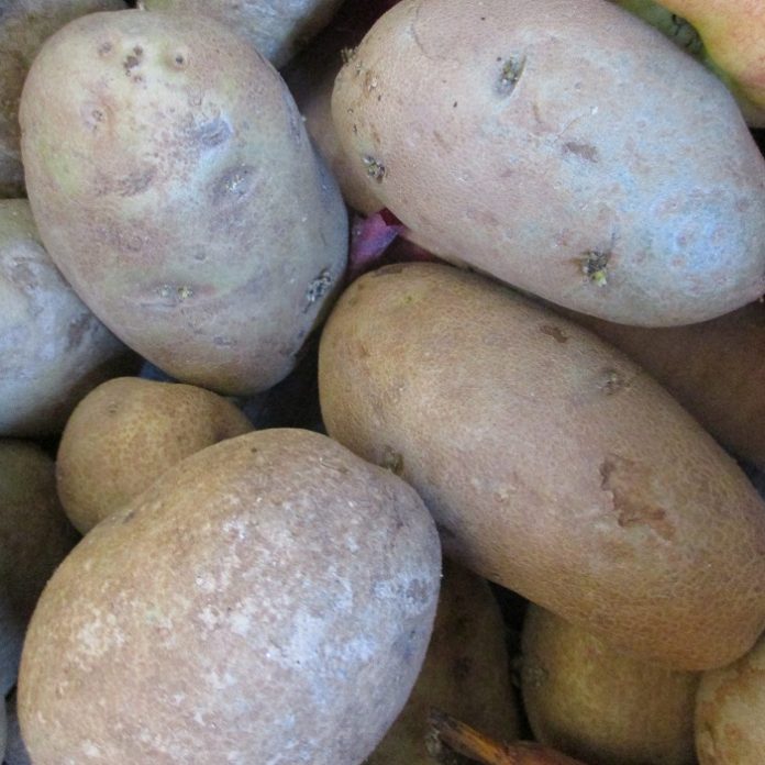 Vegetable Gardening Goes From Cool To Warm vegetable