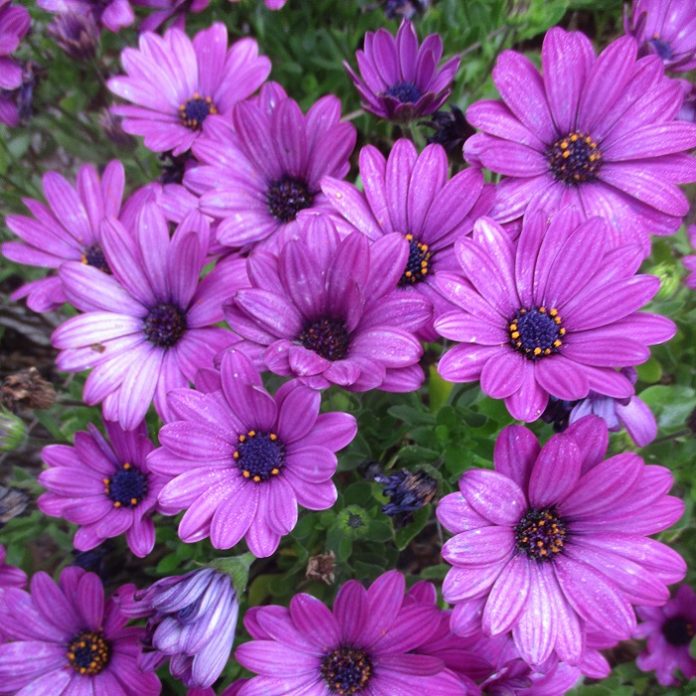Deadhead To Eliminate Fading Bloom deadhead