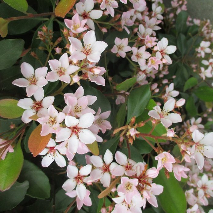 Cultivar Is A Cultivated Variety cultivar