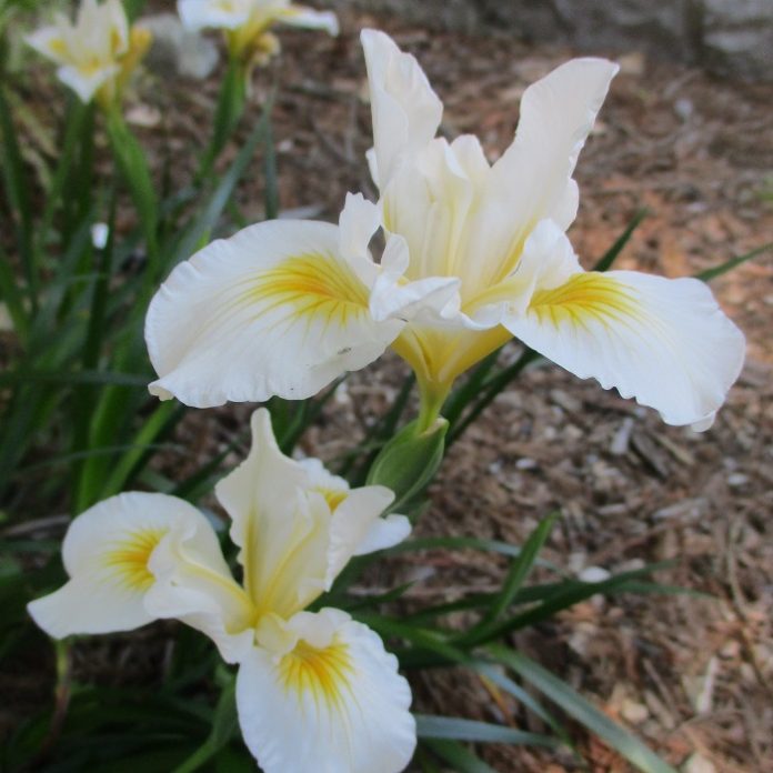 Gravitropism Gets Germinating Seeds Oriented gravitropism