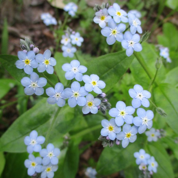 True Blue Is The Loneliest Color true blue
