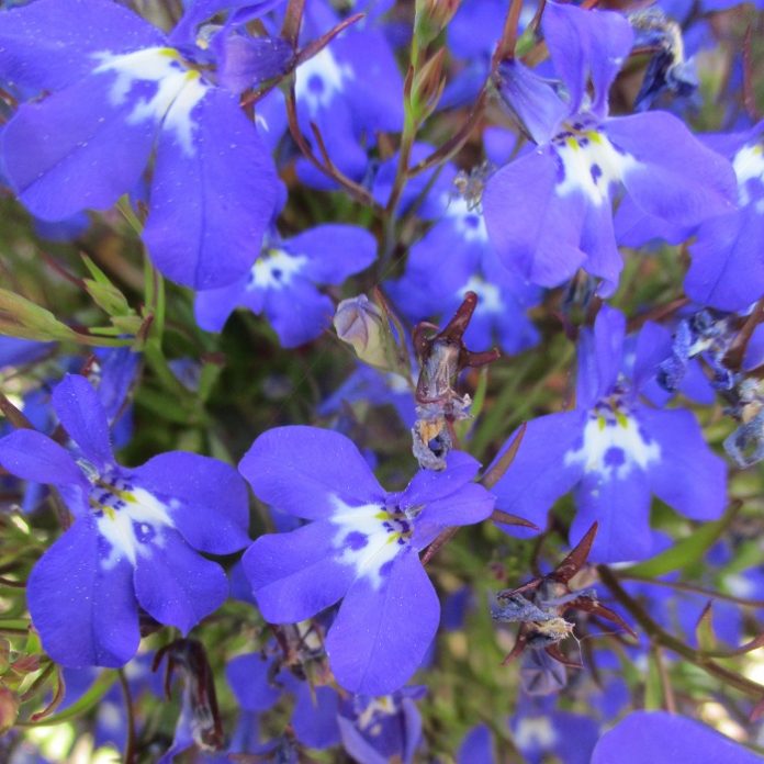 Bedding Plants That Defy Seasons bedding