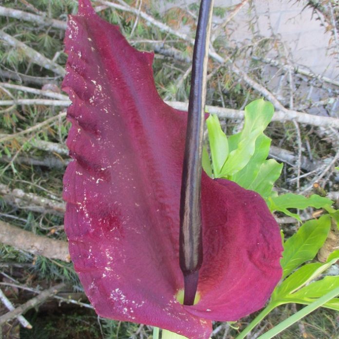 Stinky Flowers Serve Their Purpose stinky