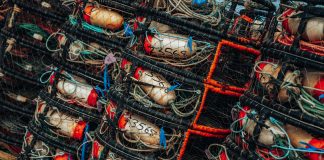 Pier 45 Fire Threatens SF Fishing Industry & Dungeness Crab Season