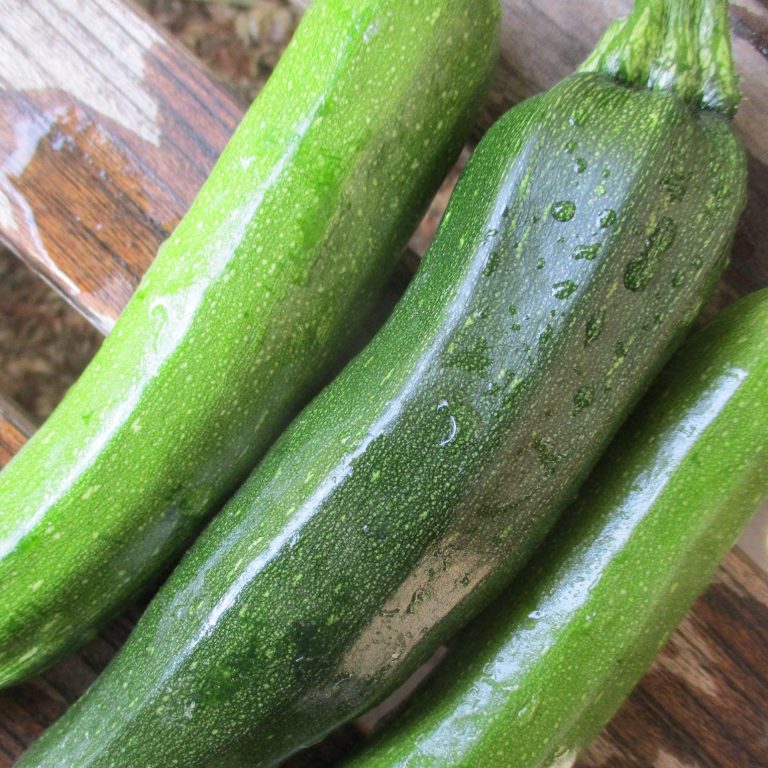 summer squash