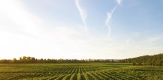 SF Appeals Court Rejects EPA Approval Of Dicamba Herbicide