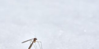 Mosquito Infestation