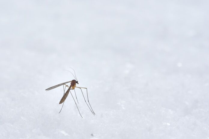 Mosquito Infestation