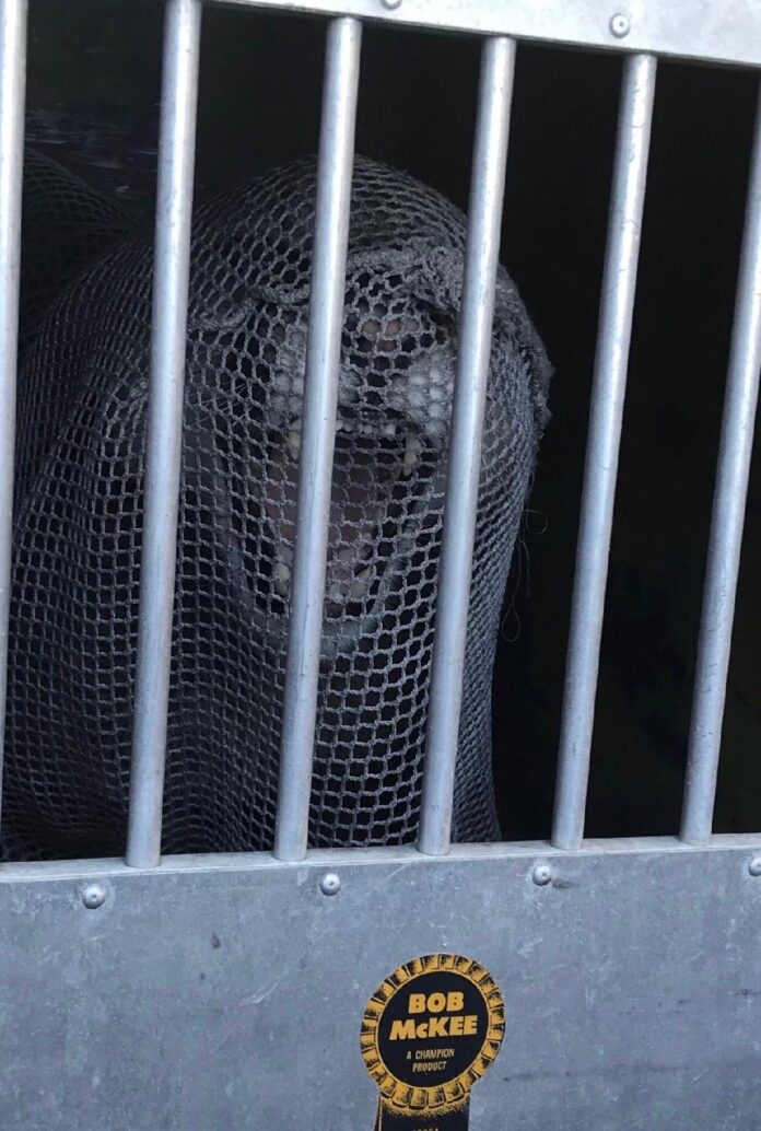 Mountain Lion May Have Killed Three San Francisco Zoo Animals
