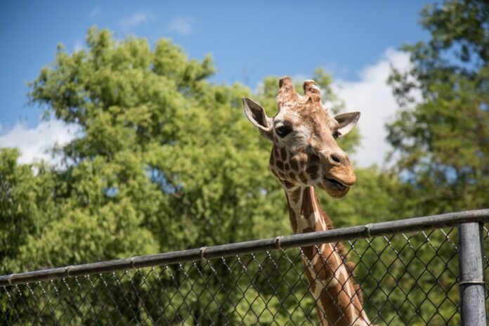 SF Zoo Reopens On July 1