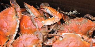 Financial Relief Program For Crabbers Impacted By Pier 45 Fire