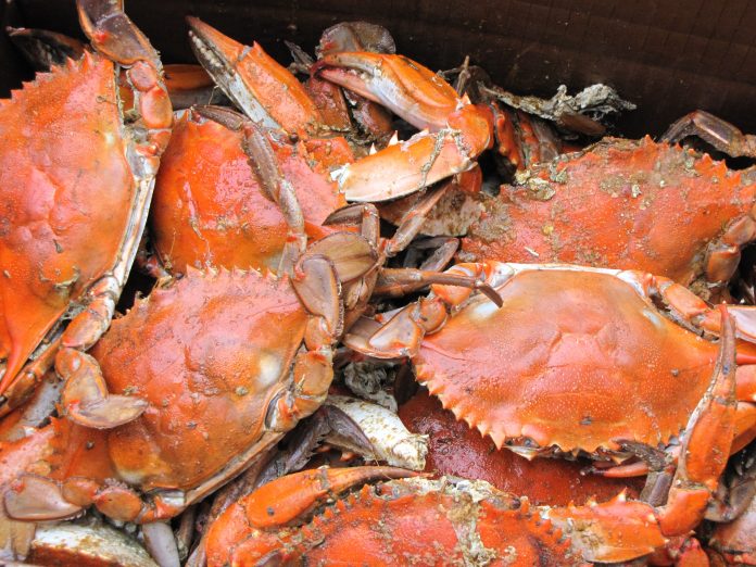 Financial Relief Program For Crabbers Impacted By Pier 45 Fire