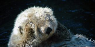 Monterey Bay Aquarium Set To Re-Open In July