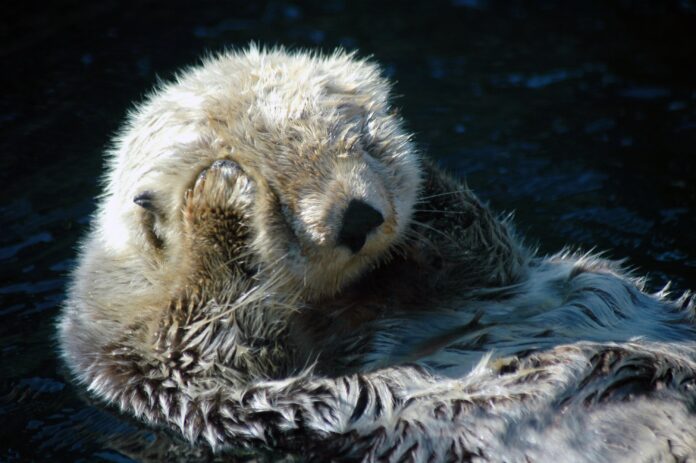 Monterey Bay Aquarium Set To Re-Open In July