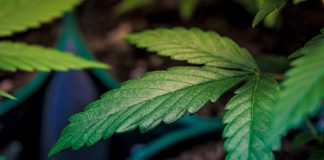 Local SF Cannabis Dispensary Looted And Robbed