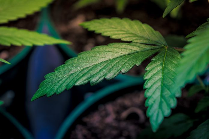 Local SF Cannabis Dispensary Looted And Robbed