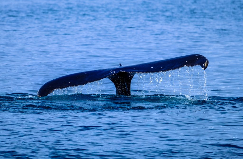 Blue Whale Sightings 30 Miles Offshore From San Francisco San