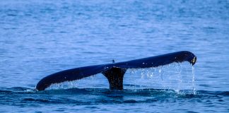 Blue Whale Sightings 30 Miles Offshore From San Francisco
