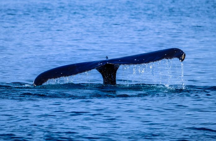 Blue Whale Sightings 30 Miles Offshore From San Francisco