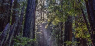 Danville Doctor Killed And Teen Son Survives