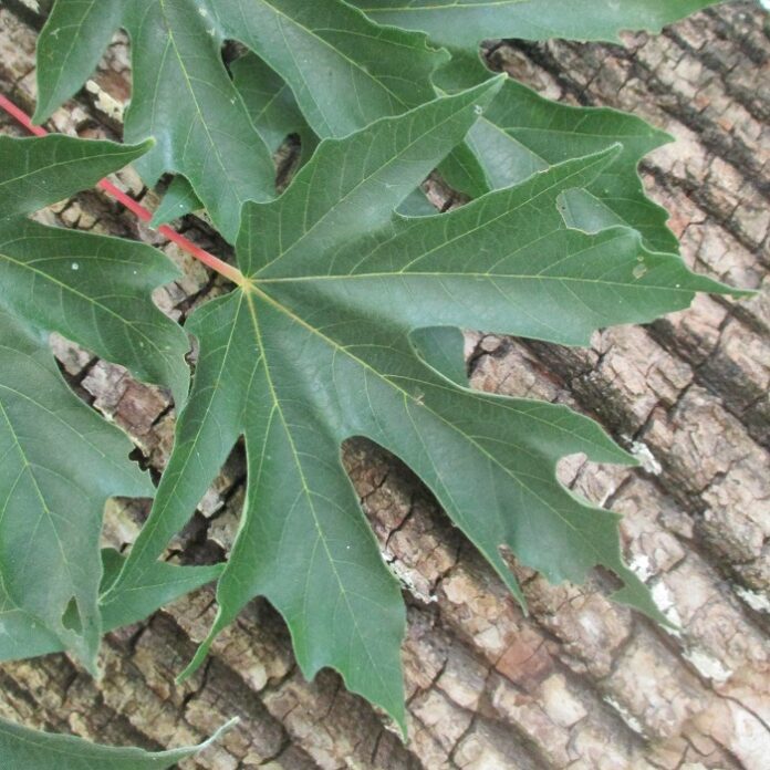 California Native Plants Exemplify Diversity California