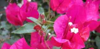 Woody Vines Need Constant Attention woody vines