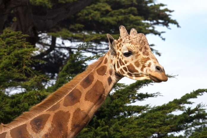 San Francisco Zoo’s Oldest, Tallest Giraffe Passed Away