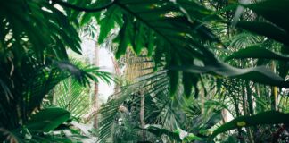 UC Botanical Garden At Berkeley Reopens