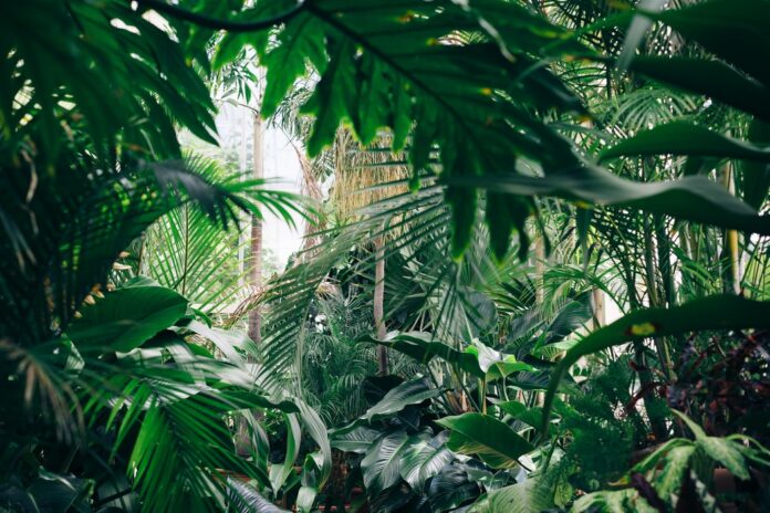 UC Botanical Garden At Berkeley Reopens