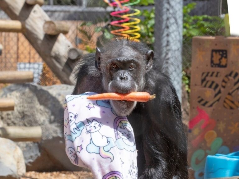 San Francisco Zoo Celebrates Chimpanzees Birthday