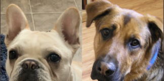 Dog Found, One Dog Missing After “Dognapping” Incidents