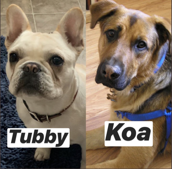 Dog Found, One Dog Missing After “Dognapping” Incidents