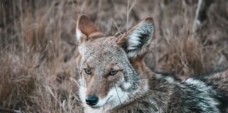 2-Year-Old Bitten By Coyote In Moraga Park