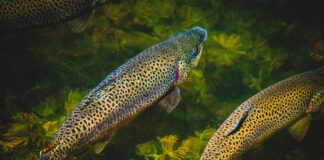 California Kills 3.2 Million Trout To Stop Bacterial Outbreak