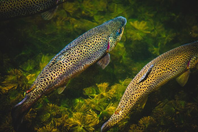 California Kills 3.2 Million Trout To Stop Bacterial Outbreak